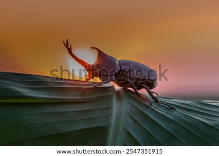 Similar – Image, Stock Photo Close up of Dynastinae beetle, brown insect. Ecuador