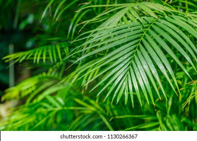 Dypsis lutescens plant, also known as golden cane palm, areca palm, yellow  butterfly palm. Green palm leaves  in tropical forest.  