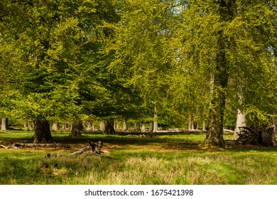 Dyrehaven Forest In Spring, Denmark