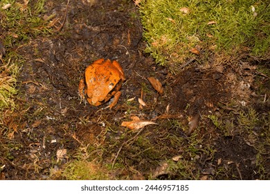 (Dyscophus Antongilii) in nature, Orange Madagascar tomato frog, Dyscophus antongilii, walking over the ground. large red-orange frog on a background of moss in the wild