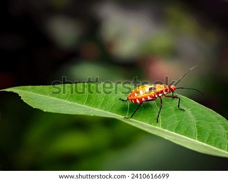 dysdercus cingulatus, red cotton stainer bug on green leaf