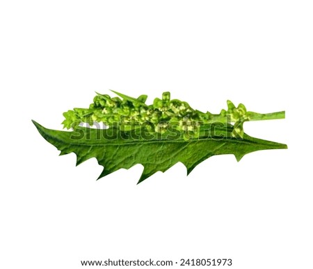 Dysphania ambrosioides or epazote is used as a leaf vegetable, herb, herbal tea and traditional medicine.