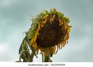 Dystopian shot of a dying sunflower.
