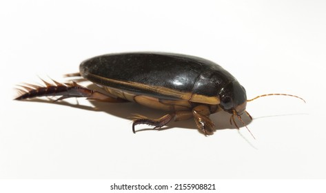 Dytiscidae – Are The Predaceous Diving Beetles, A Family Water Beetles. Cybister Lateralimarginalis-male.