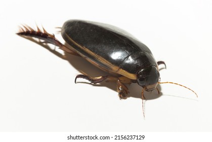 Dytiscidae – Are The Predaceous Diving Beetles, A Family Water Beetles. Cybister Lateralimarginalis-male.