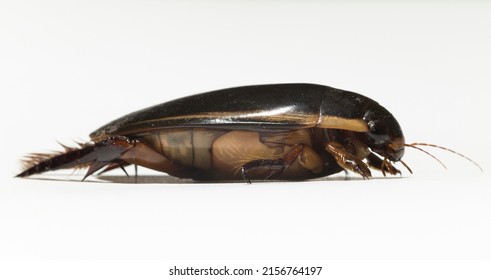 Dytiscidae – Are The Predaceous Diving Beetles, A Family Water Beetles. Cybister Lateralimarginalis-male.