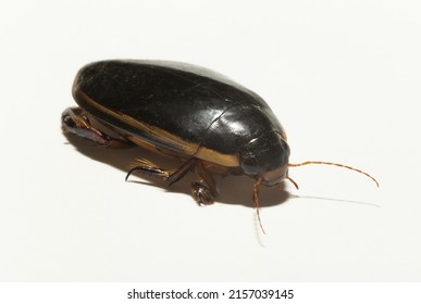 Dytiscidae – Are The Predaceous Diving Beetles, A Family Water Beetles. Cybister Lateralimarginalis-male.