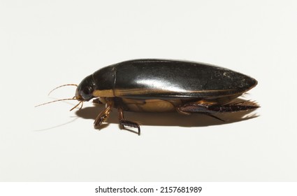 Dytiscidae – Are The Predaceous Diving Beetles, A Family Water Beetles. Cybister Lateralimarginalis-male.