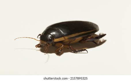 Dytiscidae – Are The Predaceous Diving Beetles, A Family Water Beetles. Cybister Lateralimarginalis-male.