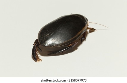 Dytiscidae – Are The Predaceous Diving Beetles, A Family Water Beetles. Cybister Lateralimarginalis-male.