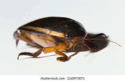 Dytiscidae – Are The Predaceous Diving Beetles, A Family Water Beetles. Cybister Lateralimarginalis-male.