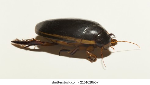 Dytiscidae – Are The Predaceous Diving Beetles, A Family Water Beetles. Cybister Lateralimarginalis-male.