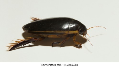 Dytiscidae – Are The Predaceous Diving Beetles, A Family Water Beetles. Cybister Lateralimarginalis-male.