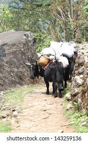 Dzo In Goechala Trek India