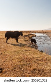 Dzo To Pasture. Mongolia