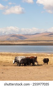 Dzo To Pasture. Mongolia