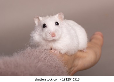Funny Hamsters Hd Stock Images Shutterstock