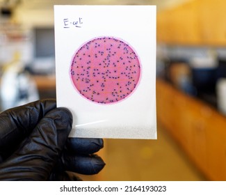 E. Coli Culture On A Petri Film. This Organism Lives In The Intestinal Tract Of Warm-blooded Animals.