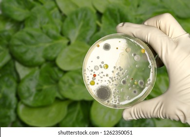 E Coli Culture Plate With Romaine Lettuce Showing Contamination Concept