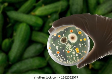 E coli culture plate with romaine lettuce showing contamination concept - Shutterstock ID 1262352079