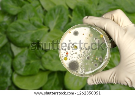 E coli culture plate with romaine lettuce showing contamination concept