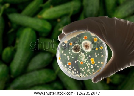 E coli culture plate with romaine lettuce showing contamination concept
