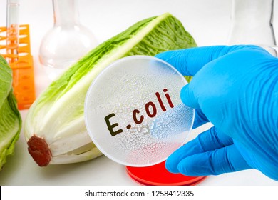 E. coli outbreak concept theme with scientist testing romaine lettuce for Escherichia coli bacteria in a lab, surrounded by chemistry flask and test tube and wearing blue latex protective gloves