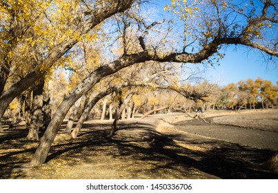 E Ji Na Qi Hu Yang Lin Autumn Scenery 