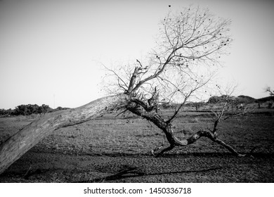 E Ji Na Qi Hu Yang Lin Autumn Scenery 