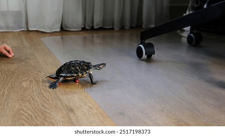 e turtle rides a tiny skateboard across a hardwood floor, moving towards an office chair in a playful and imaginative setup. The image captures the whimsy of using everyday objects for creative pet - Powered by Shutterstock