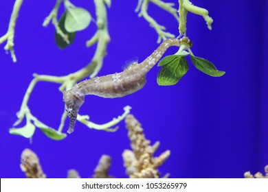 Ea Seahorse And Coral 3 