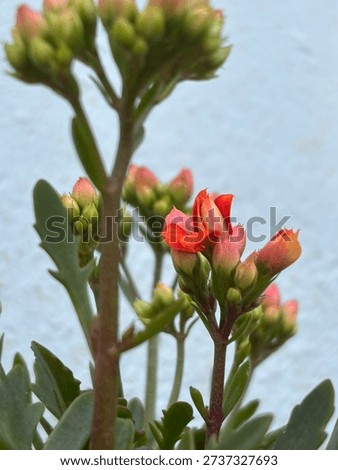 Each bud has the ability to spread silently joy
