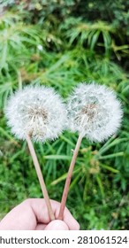 Each dandelion consists of many tiny, white, feathery seeds attached to a brown center. The two long, brownish stems form a 
