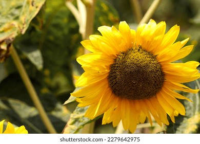 Each sunflower flower is a soul of the sun blooming in nature. - Shutterstock ID 2279642975