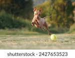 An eager American Hairless Terrier dog dashes towards a tennis ball, displaying athleticism and focus.