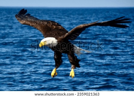 Eager bald eagle in freefall