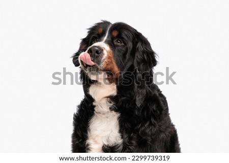 eager berna shepherd dog looking up, licking nose and waiting for food while sitting in front of white background in studio