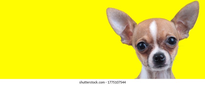 Chiwawa High Res Stock Images Shutterstock Chiwawa High Res Stock Images Shutterstock