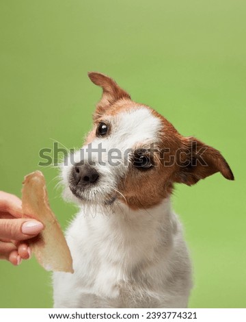 An eager Jack Russell Terrier dog snatches a jerky treat, eyes fixed with delight. A human hand offers the savory reward, promising satisfaction