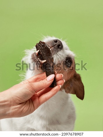 An eager Jack Russell Terrier dog snatches a jerky treat, eyes fixed with delight. A human hand offers the savory reward, promising satisfaction