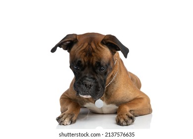 Eager Little Boxer Dog With Collar Looking Down And Following While Laying Down Isolated On White Background In Studio