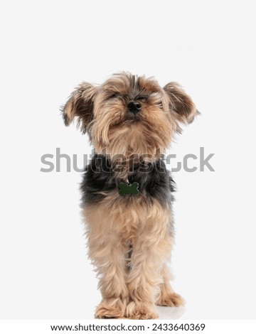 eager little yorkshire terrier puppy being greedy and looking up waiting for a snack while standing on white background