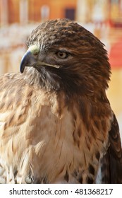 Eagle