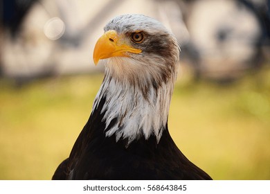eagle