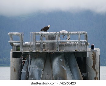 Eagle