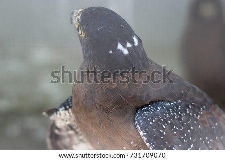 Eagle