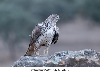 Bonelli’s eagle (Aquila fasciata) perched on a rock