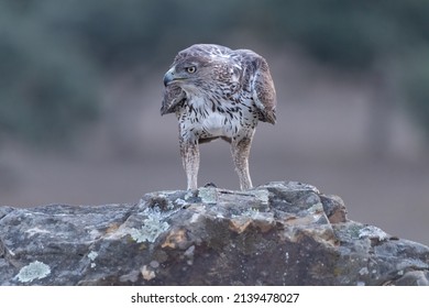 Bonelli’s eagle (Aquila fasciata) perched on a rock