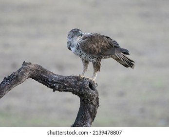 Bonelli’s eagle (Aquila fasciata) perched on a log
