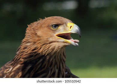 Eagle Aquila Heliaca